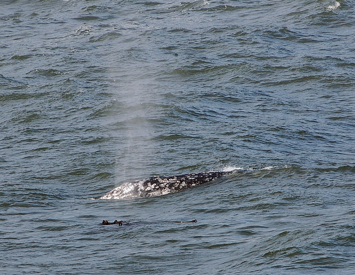 Spotting the Migration